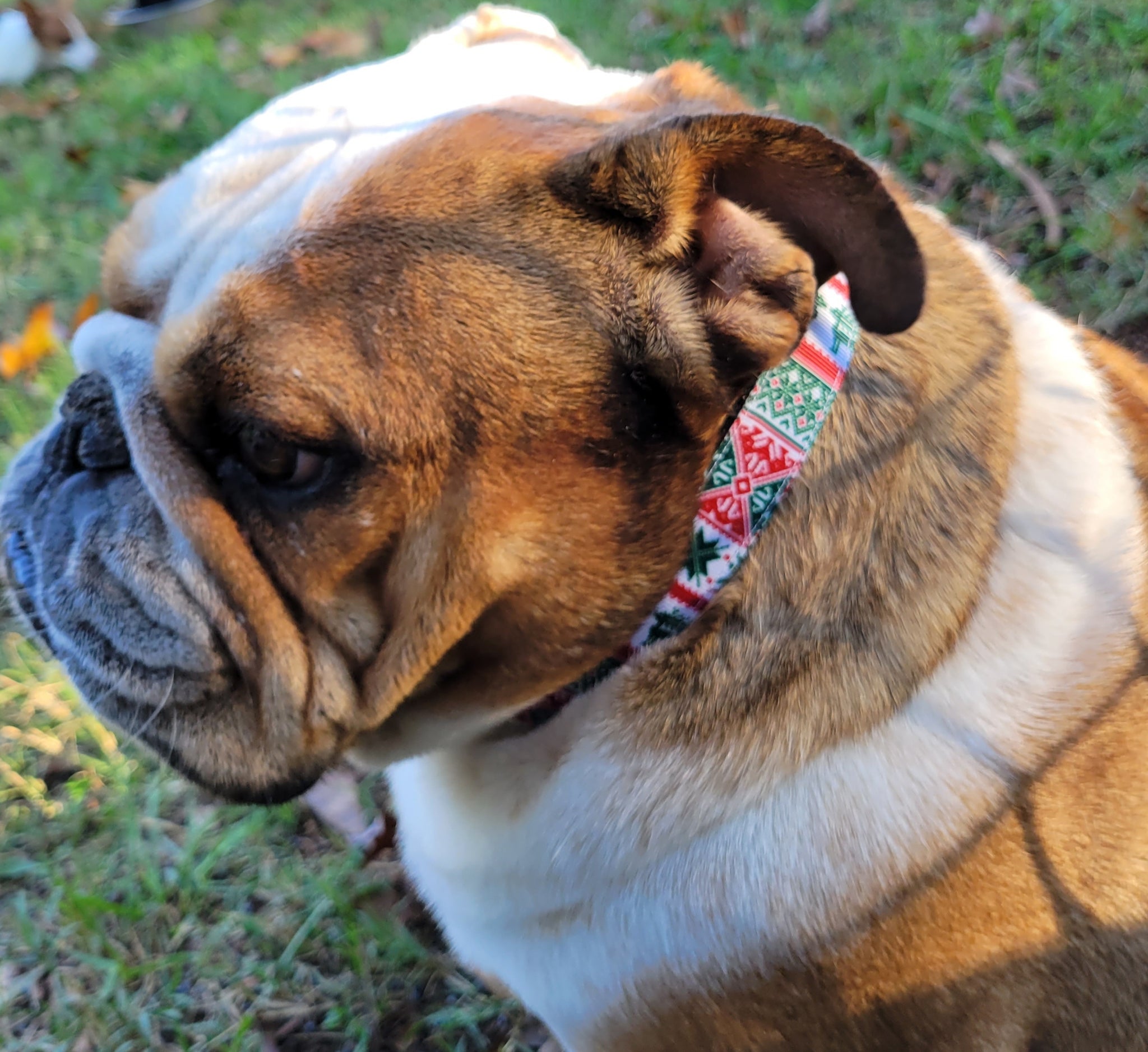 Susie Q's Holiday Collars