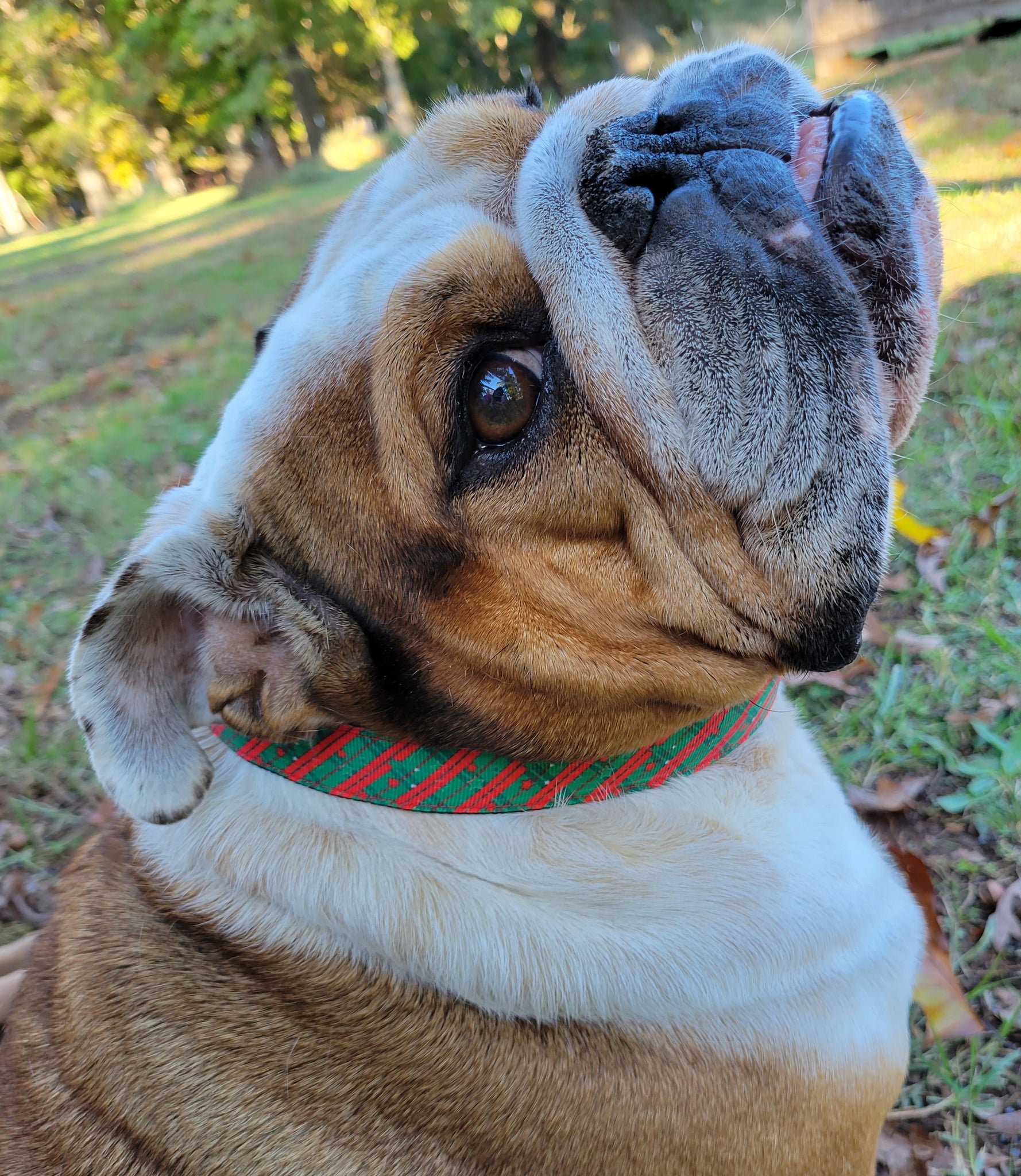 Susie Q's Holiday Collars