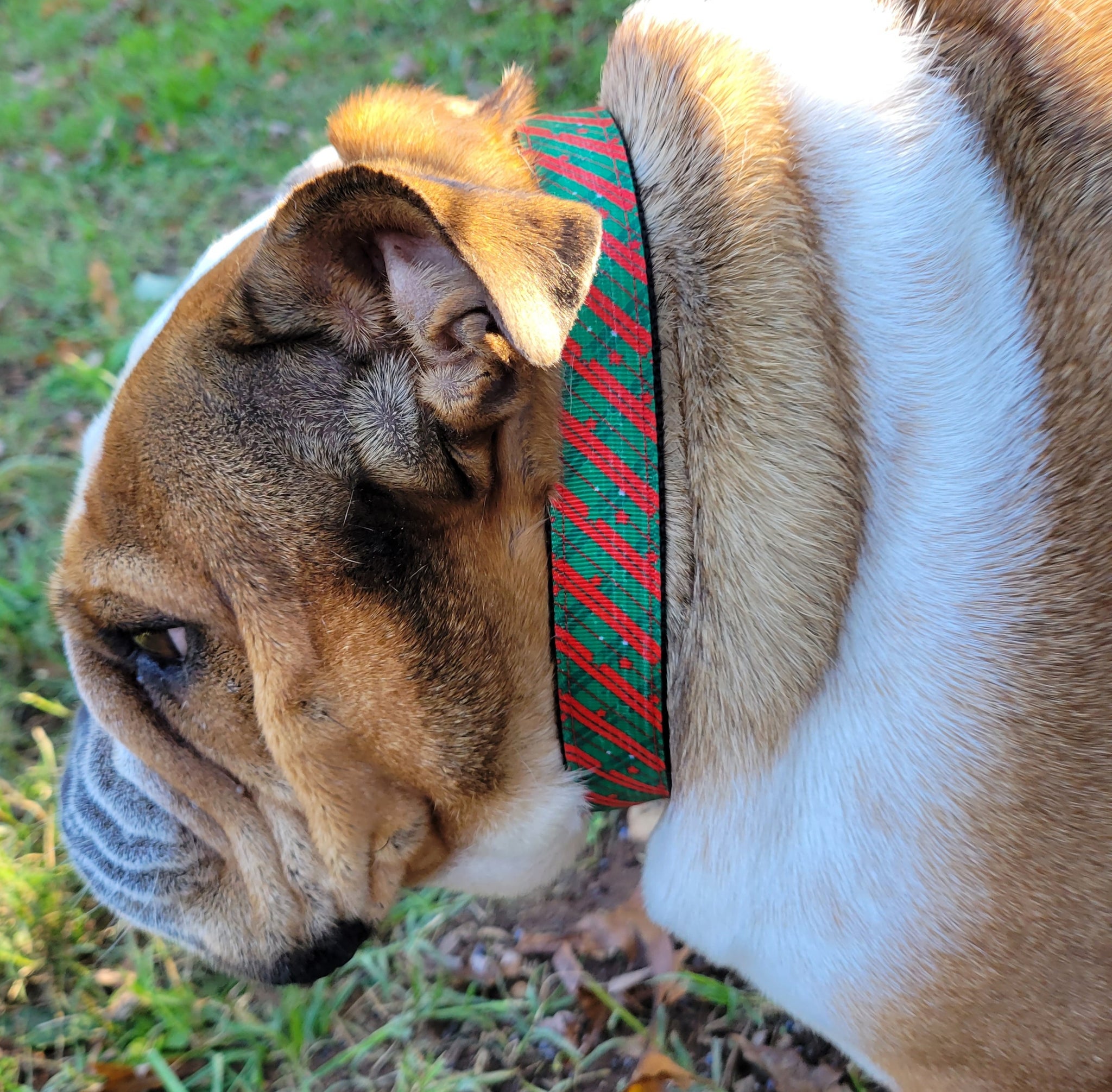 Susie Q's Holiday Collars