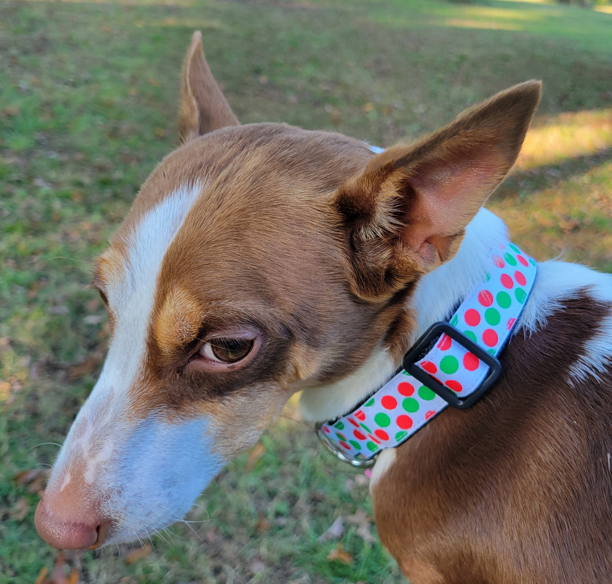 Susie Q's Holiday Collars