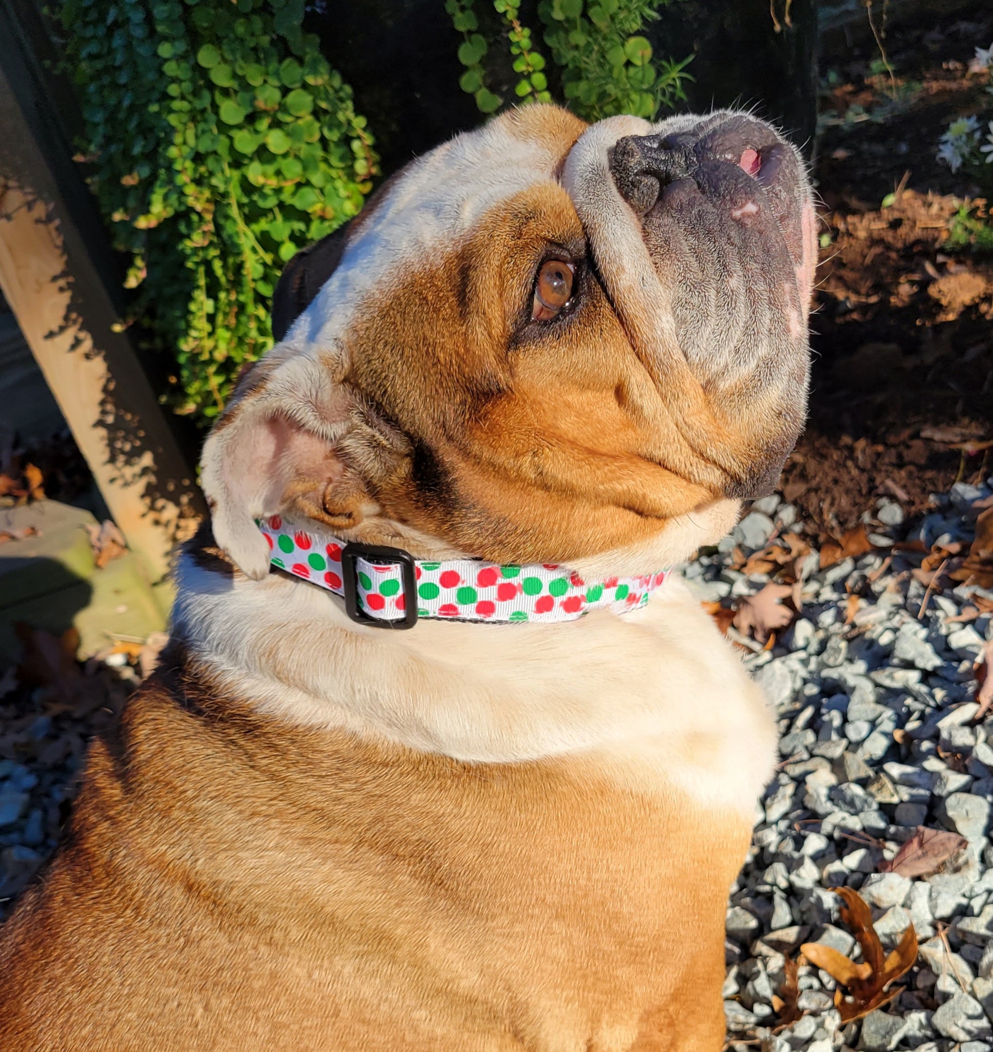 Susie Q's Holiday Collars