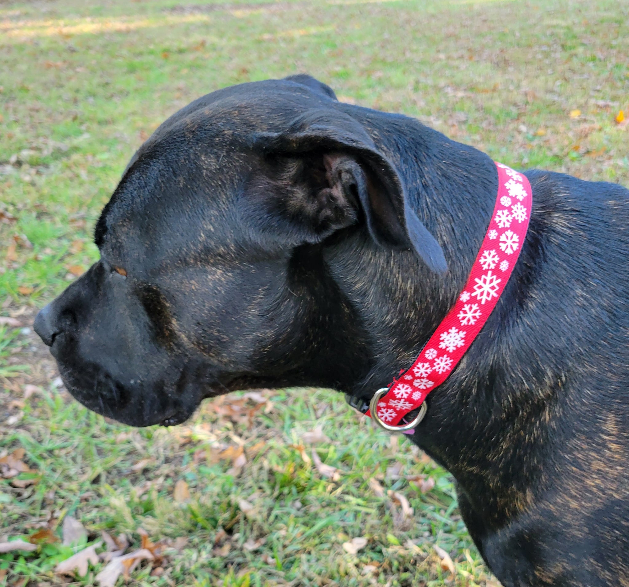 Susie Q's Holiday Collars