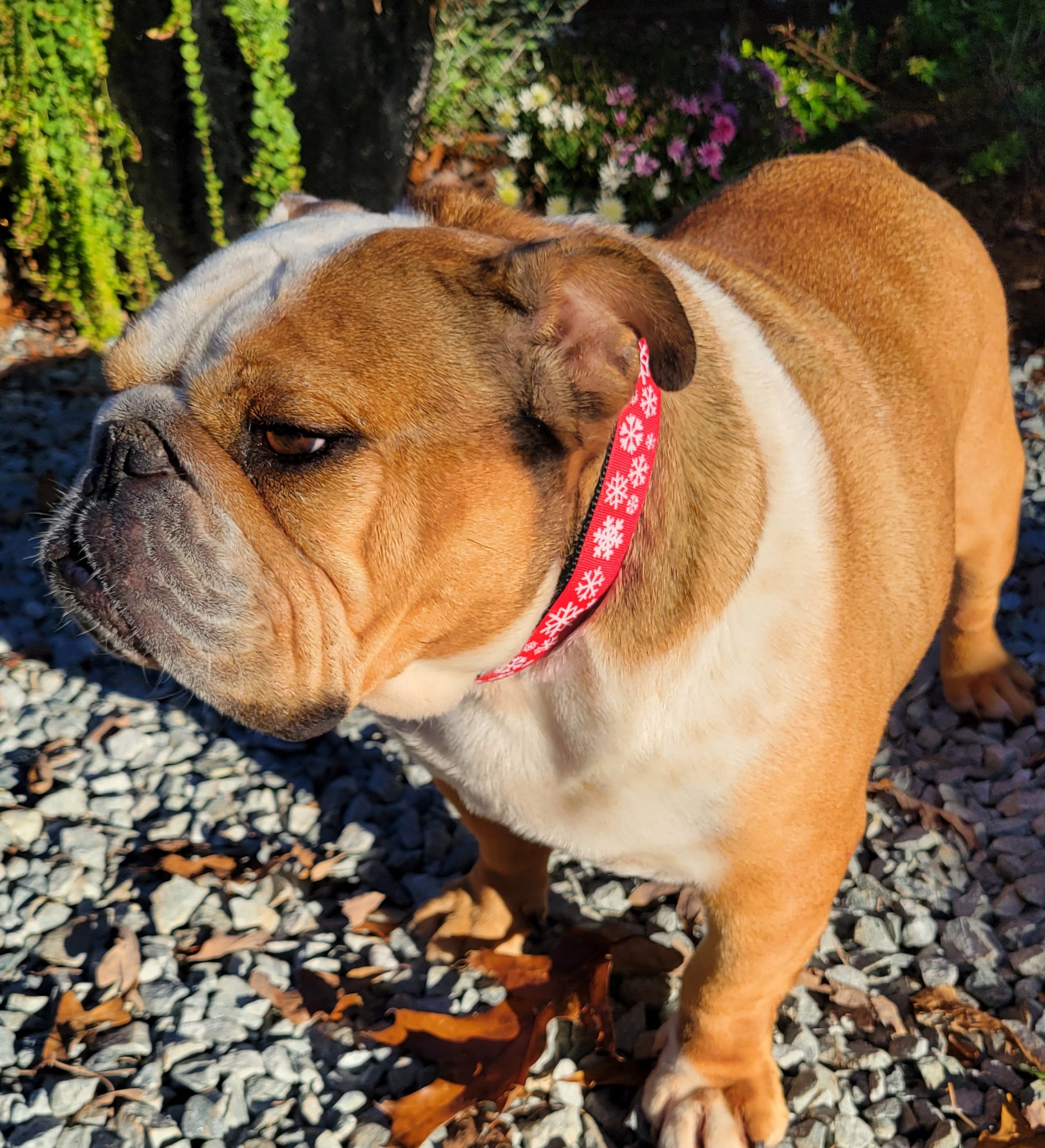 Susie Q's Holiday Collars